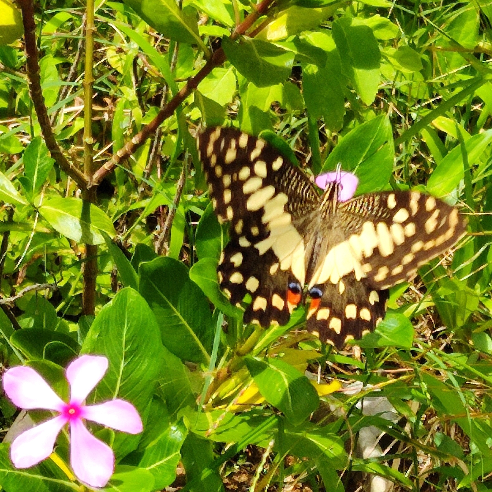 Lime Swallowtail