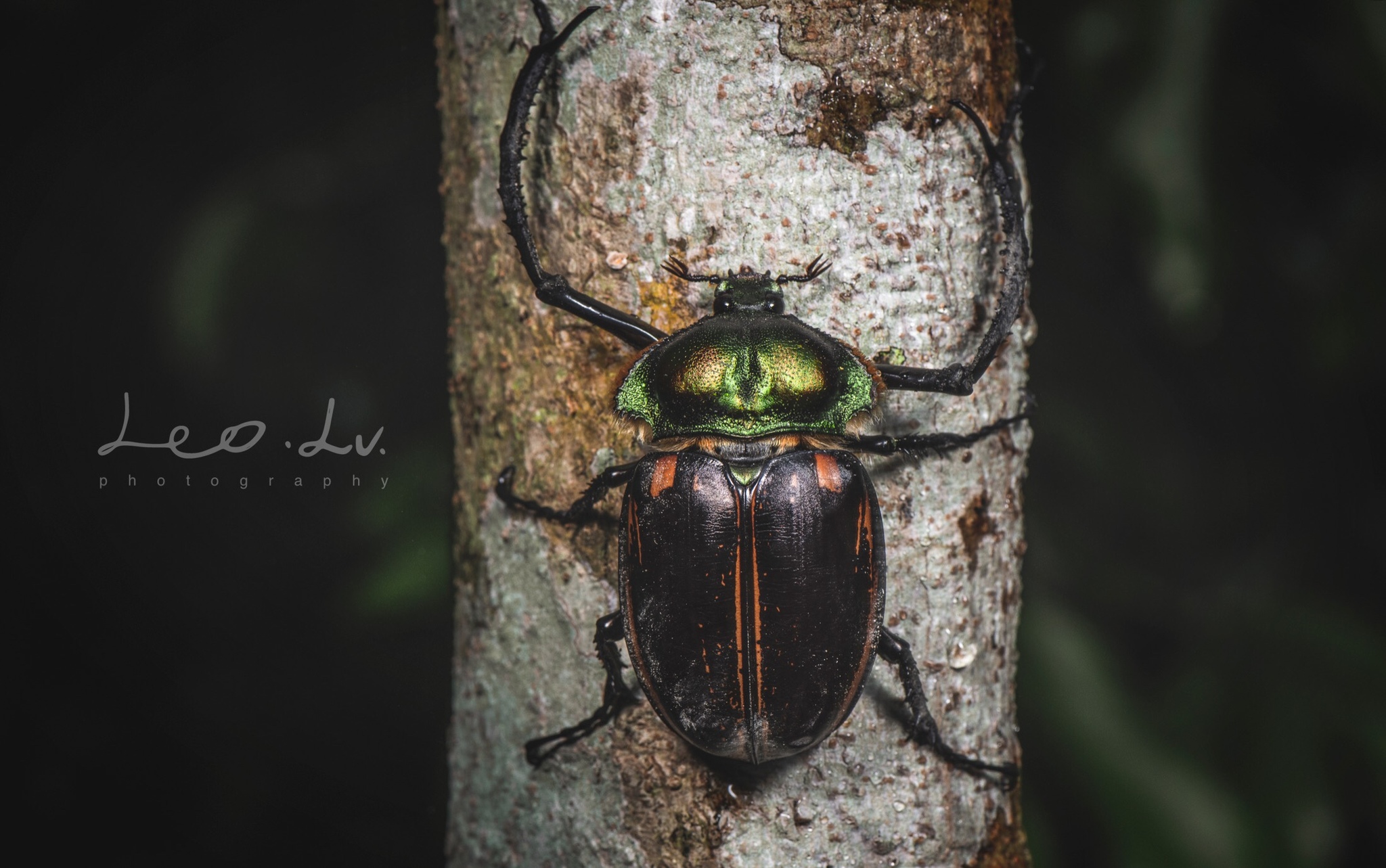 Cheirotonus formosanus pair 46-55mm - 標本公式 ストア