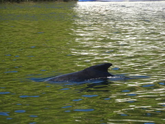 Globicephala