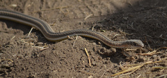 Psammophis