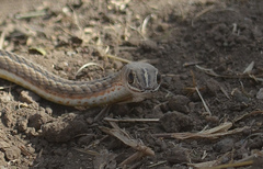 Psammophis