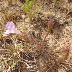 Agalinis densiflora