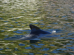 Globicephala