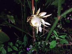 Epiphyllum oxypetalum