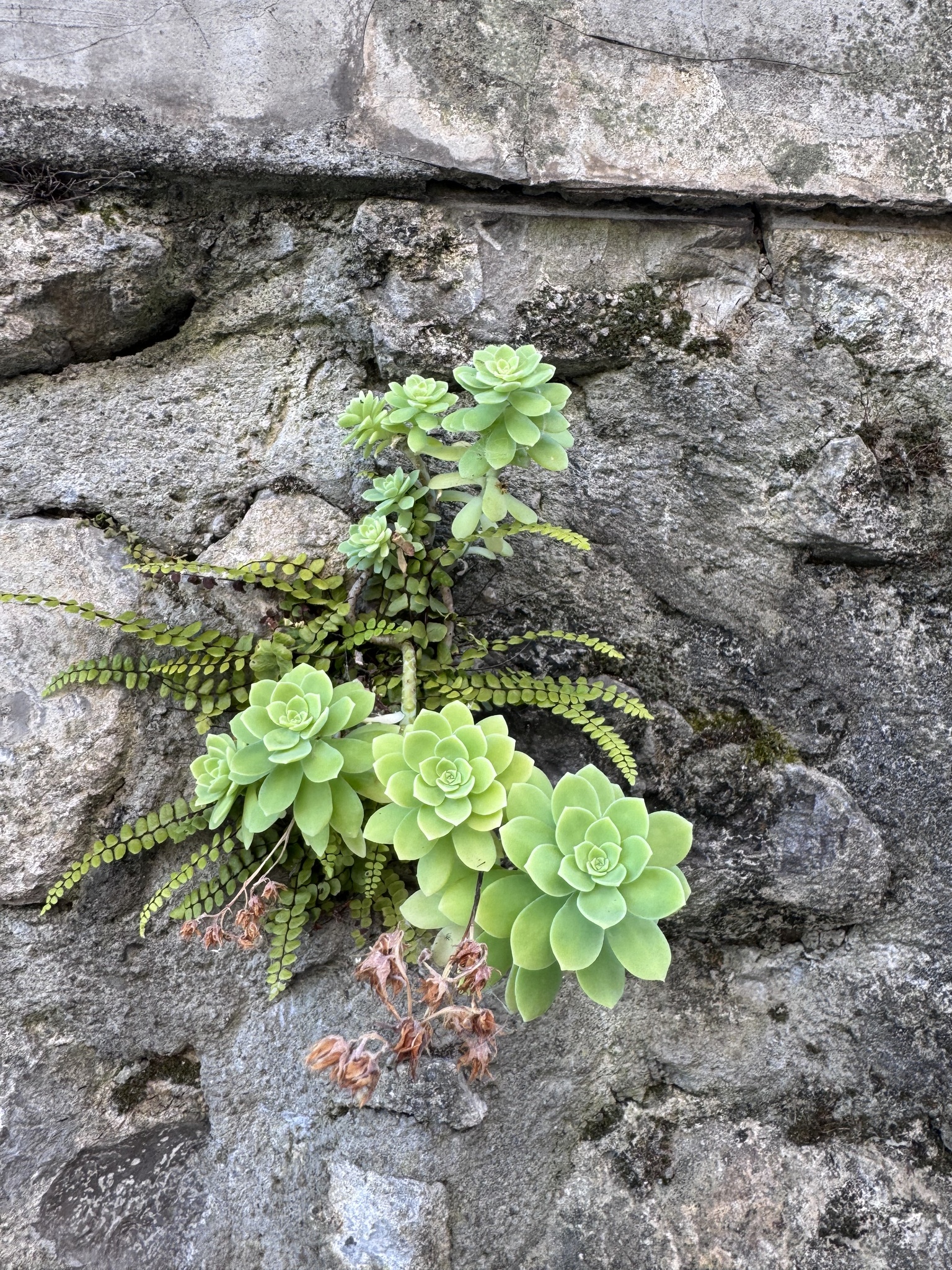 Imagem de Sedum Palmeri