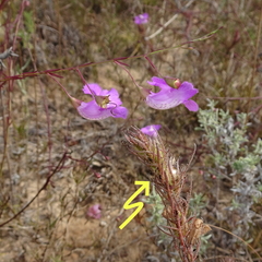 Agalinis densiflora