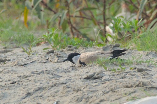 River Lapwing