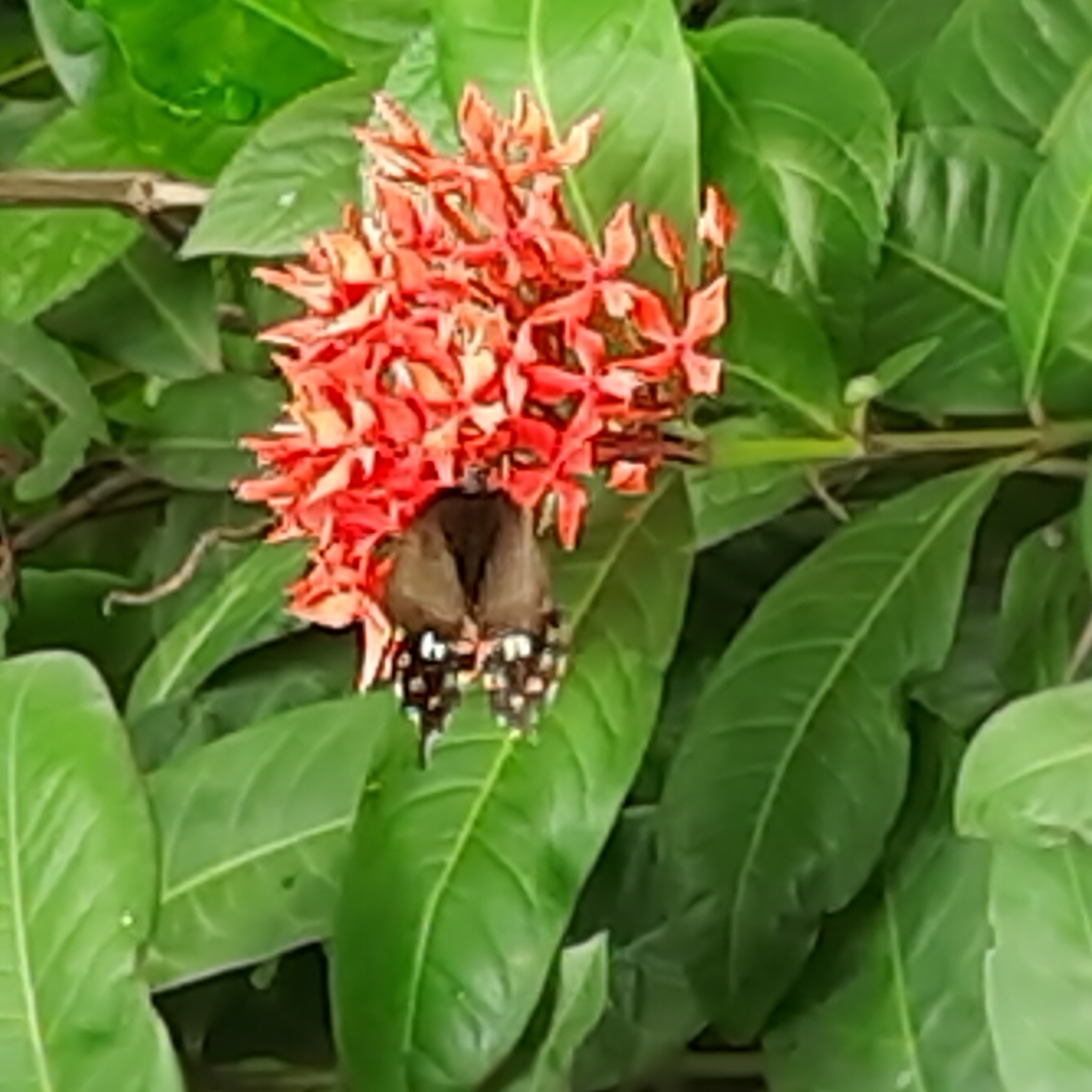 Common Mormon