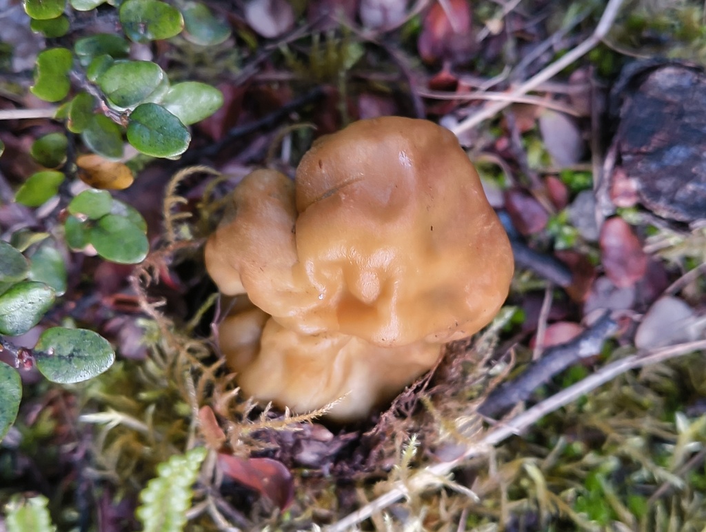 Cortinarius epiphaeus · June 2025 · photo: © zedt (iNaturalist, cc-by)