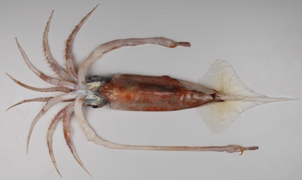 Antarctic Gonate Squid