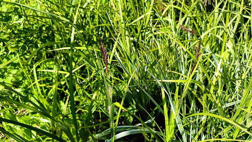 Carex scita iNat (1)