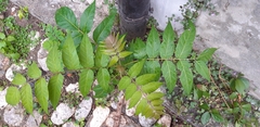 Ailanthus altissima
