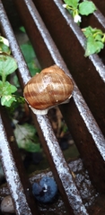 Helix pomatia