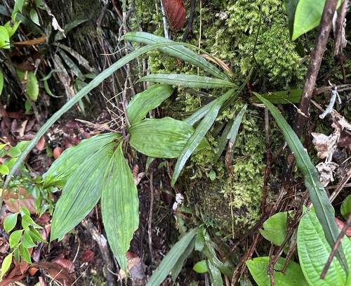 Syngramma borneensis observed 2025-04-18