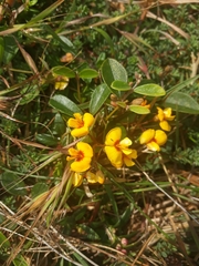 Podolobium scandens