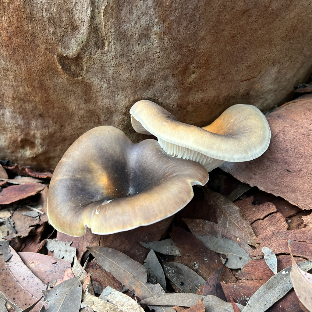 Omphalotus nidiformis · June 2025 · photo: © douch (iNaturalist, cc-by-sa)