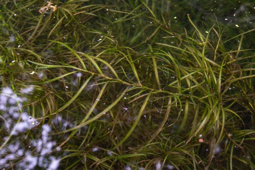 Potamogeton oxyphyllus iNat (1)