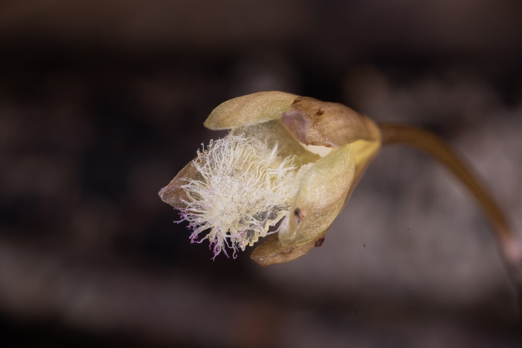 Lecanorchis vietnamica