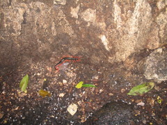 Scolopendra sumichrasti