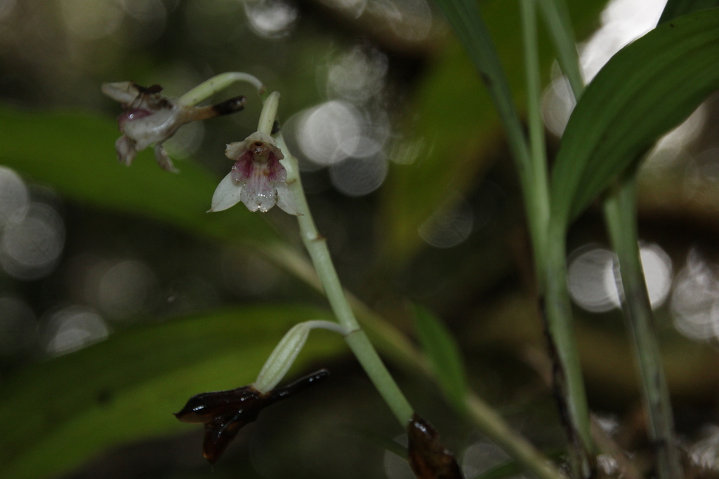 Calanthe duyana (Calanthe duyana)