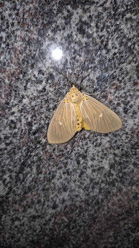 Tropical Tiger Moth photo 5