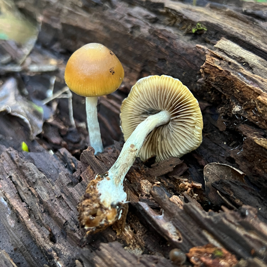 Psilocybe subaeruginosa · June 2025 · photo: © douch (iNaturalist, cc-by-sa)