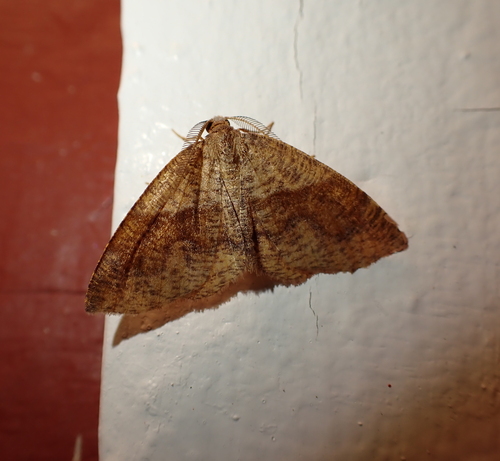 Barred Umber photo 5