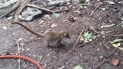 Nasua narica yucatanica