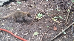 Nasua narica yucatanica