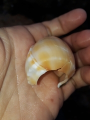 Phalium bandatum