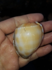 Phalium bandatum