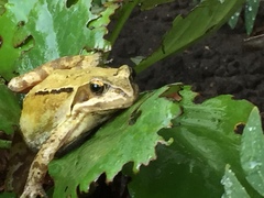 Rana temporaria