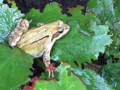 Rana temporaria