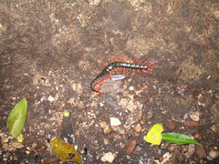 Scolopendra sumichrasti