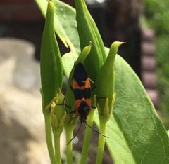 Oncopeltus fasciatus