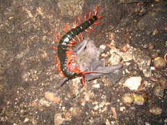 Scolopendra sumichrasti