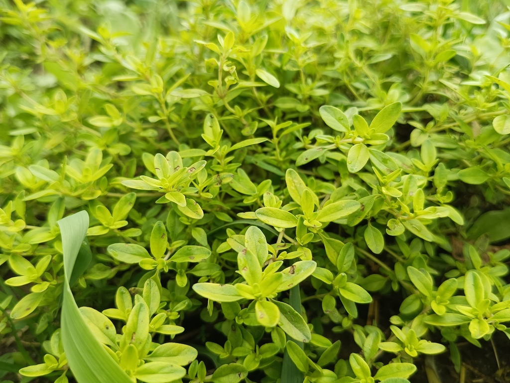 Thymus serpyllum