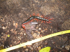 Scolopendra sumichrasti