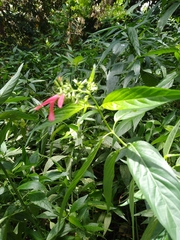 Dianthera secunda