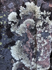 Arctoparmelia centrifuga