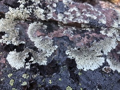 Arctoparmelia centrifuga