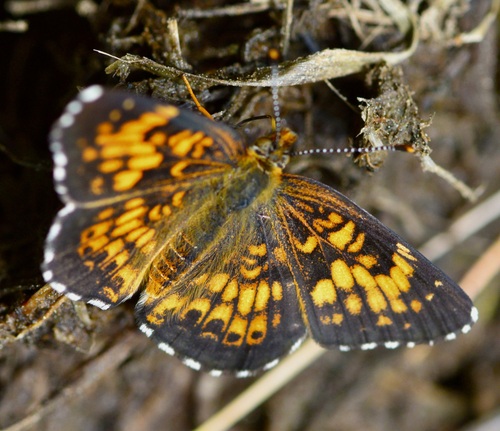 Harris's Checkerspot photo 5
