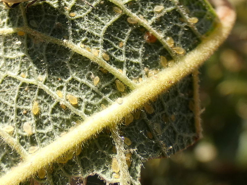 Pale Sallow Leaf Aphid