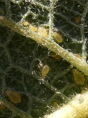 Chaitophorus capreae