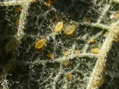 Chaitophorus capreae