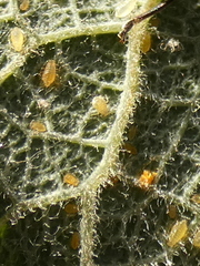 Chaitophorus capreae