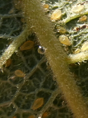 Chaitophorus capreae