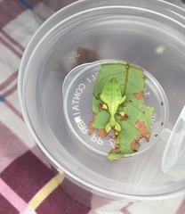 Cryptophyllium parum