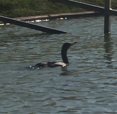 Nannopterum brasilianum