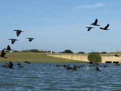 Nannopterum brasilianum